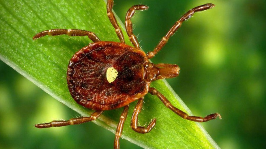 Клещи воспряли от сна. Первые укусы клещей зарегистрированы в Башкирии