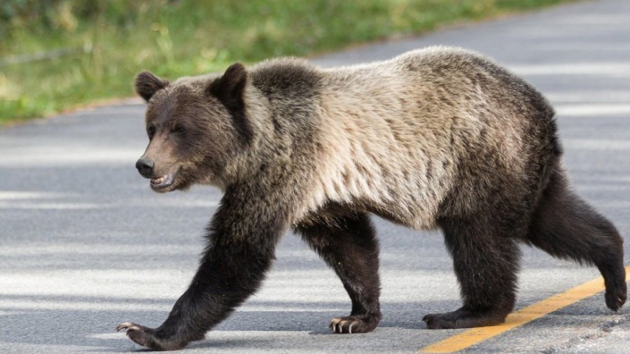 На одной из улиц Салавата был замечен взрослый медведь